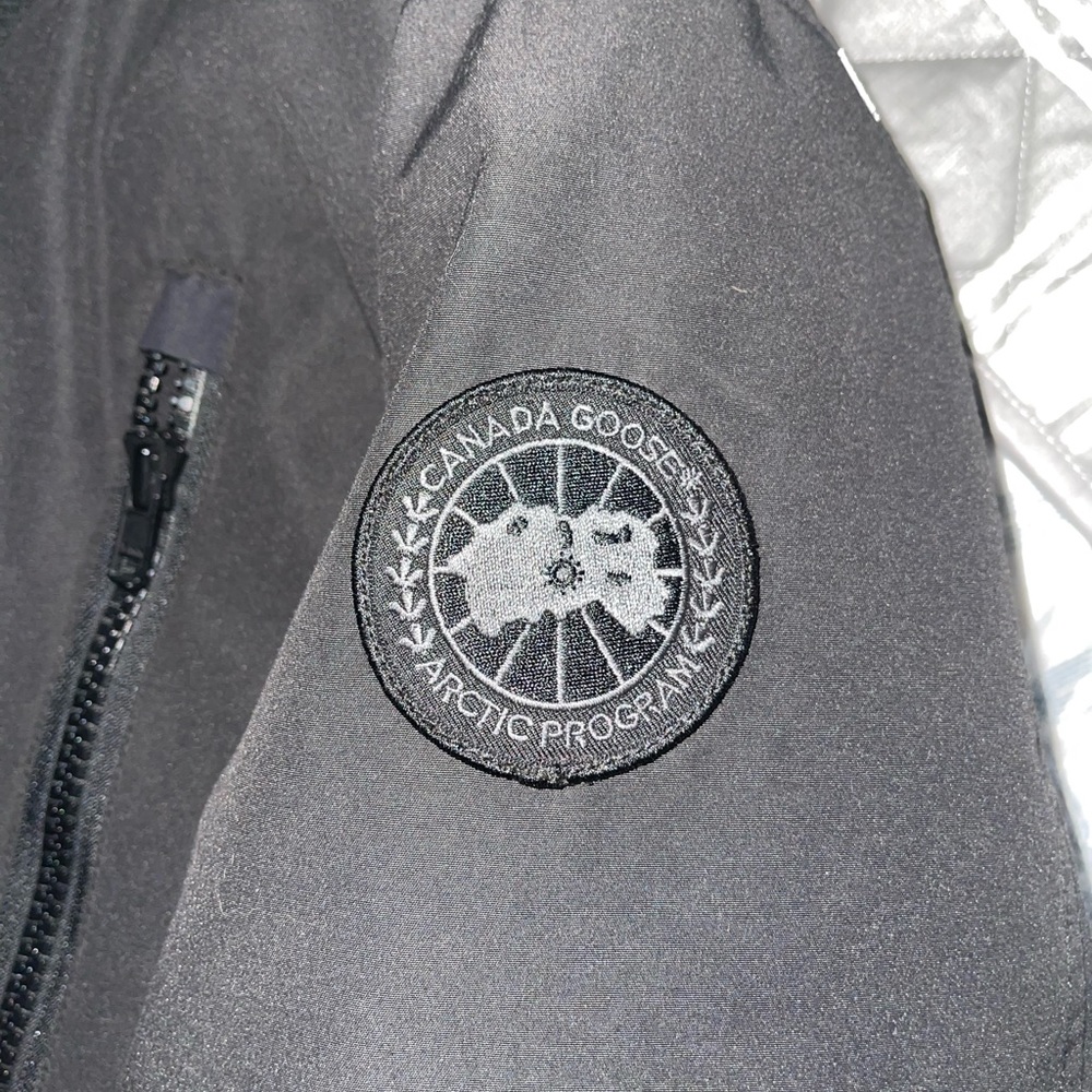 Canada goose